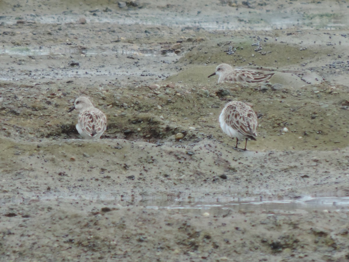 Red-necked Stint - ML424651991