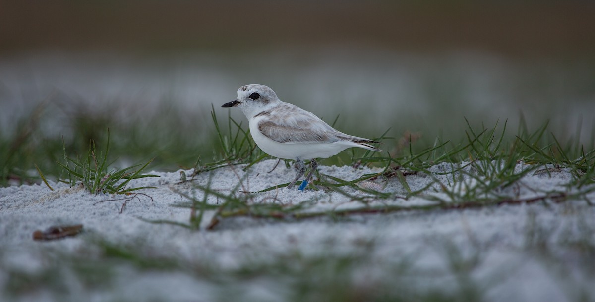 Snowy Plover - ML424652181