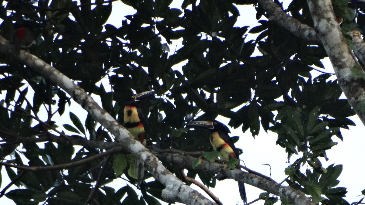 Collared Aracari - ML424652601