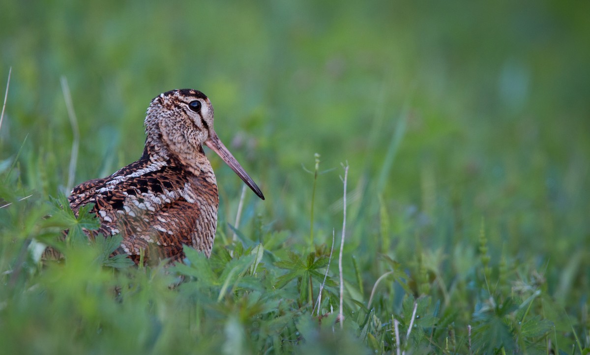 Eurasian Woodcock - ML42465411