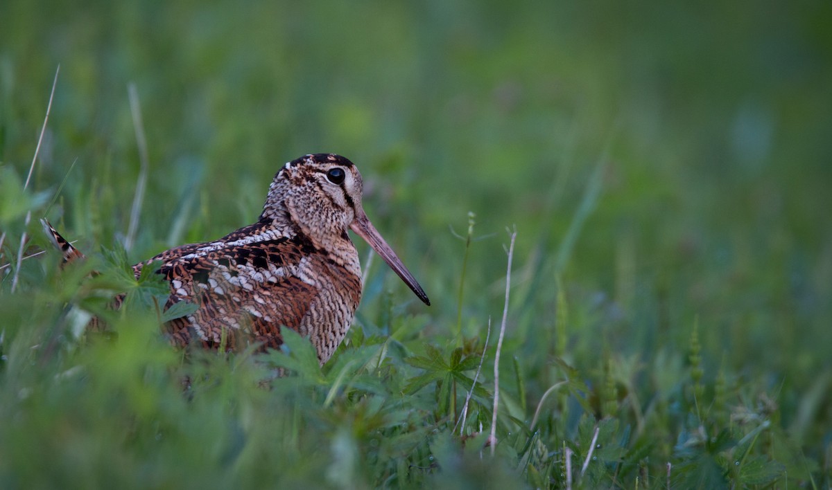 Eurasian Woodcock - ML42465421