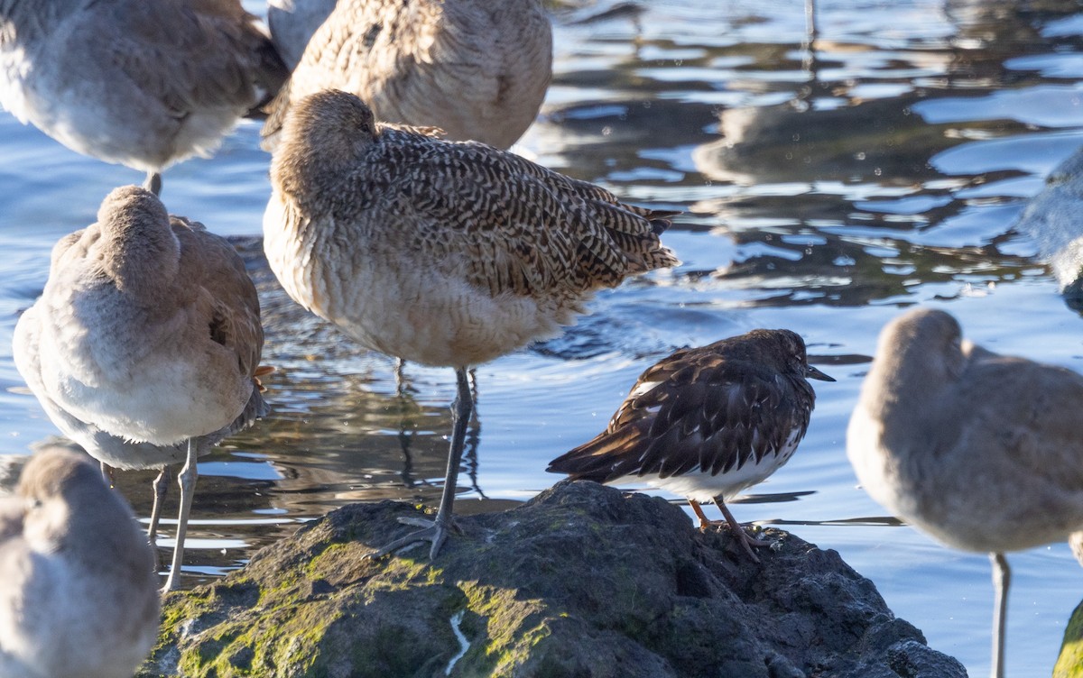 Black Turnstone - ML424654281