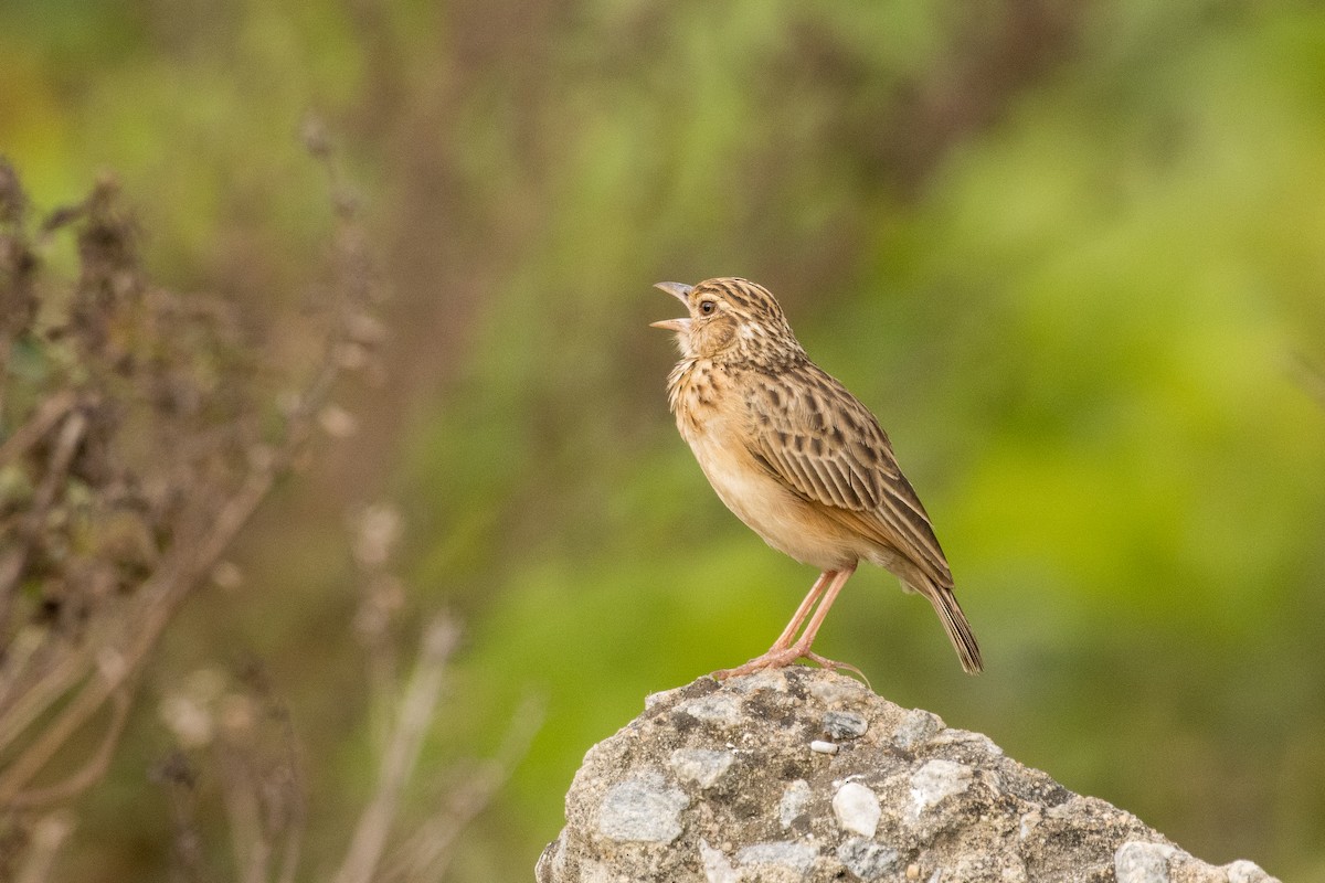 Jerdon's Bushlark - ML424654401