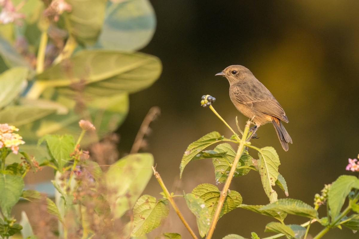 Pied Bushchat - ML424654411