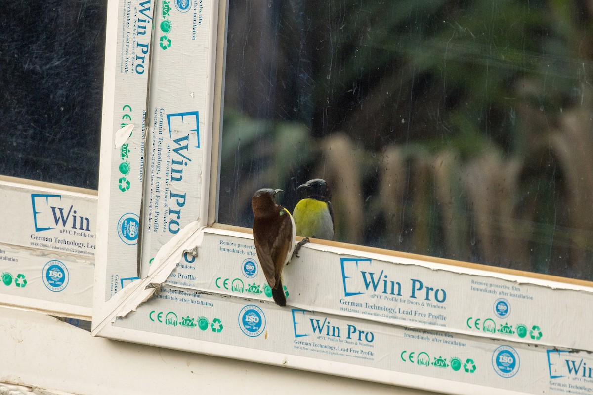 Purple-rumped Sunbird - ML424654451