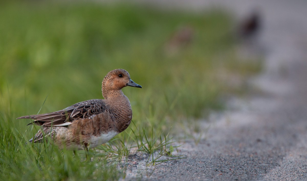 Eurasian Wigeon - Ian Davies