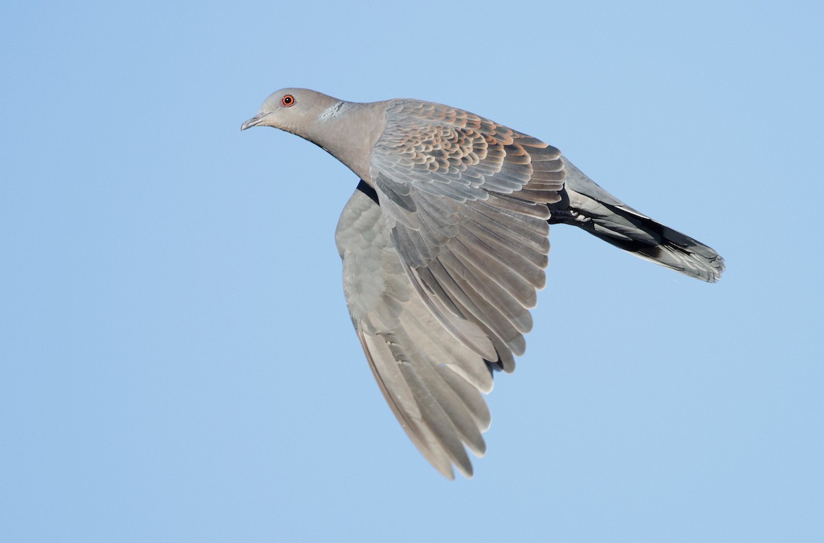 Oriental Turtle-Dove - ML424654781