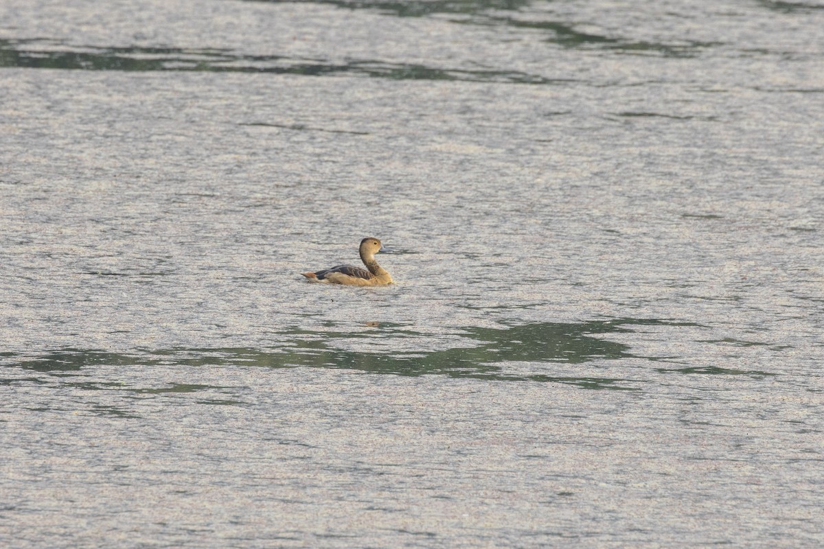Lesser Whistling-Duck - ML424655251