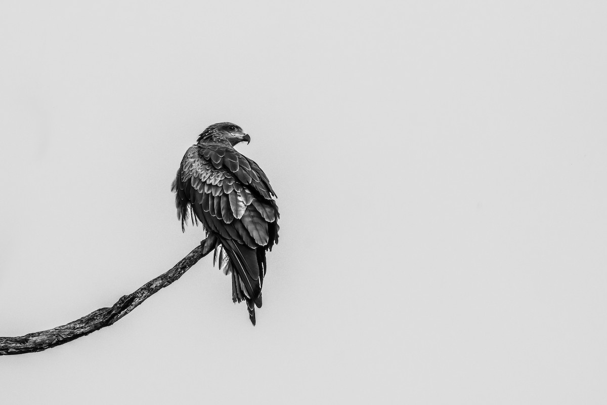 Black Kite - ML424655271