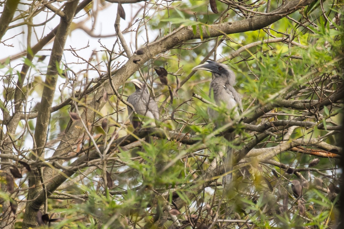 Indian Gray Hornbill - ML424655391