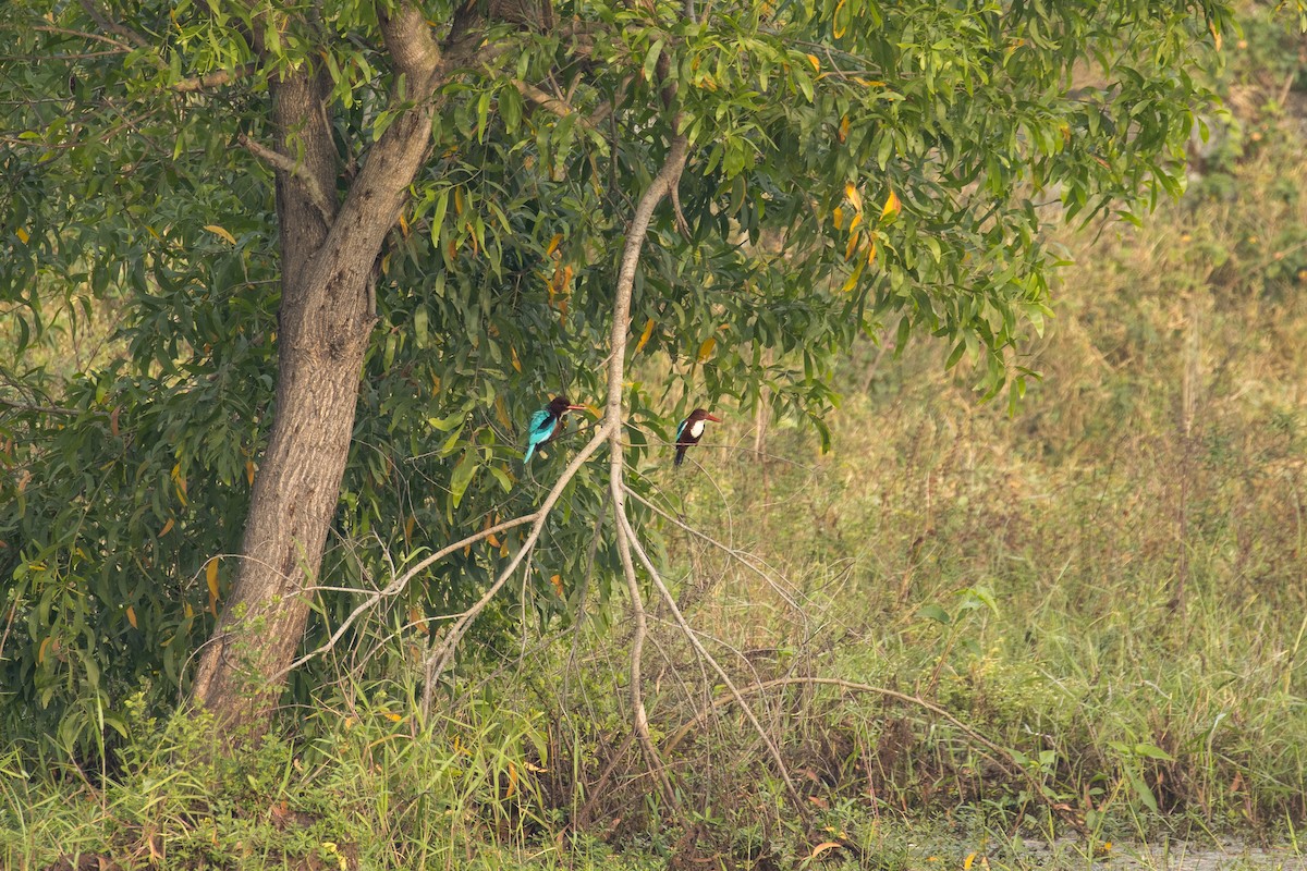 White-throated Kingfisher - ML424655421
