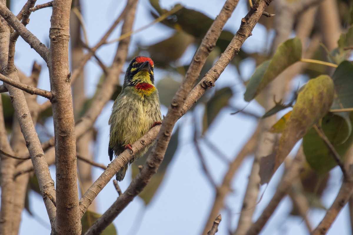 Coppersmith Barbet - ML424655441