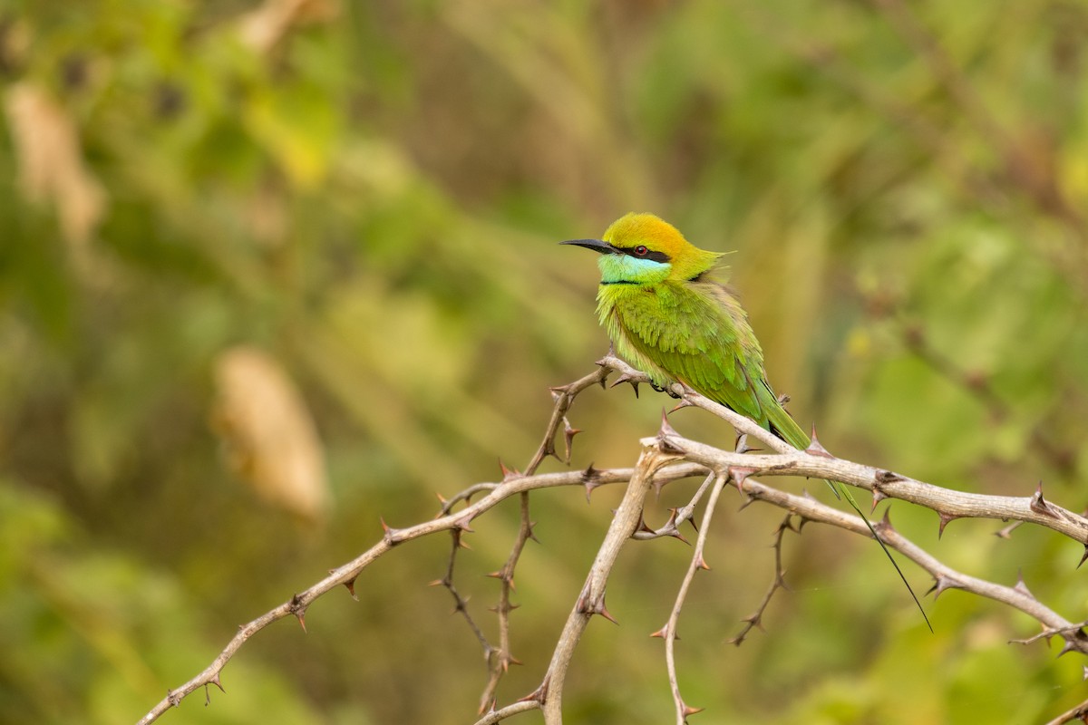 Asian Green Bee-eater - ML424655461