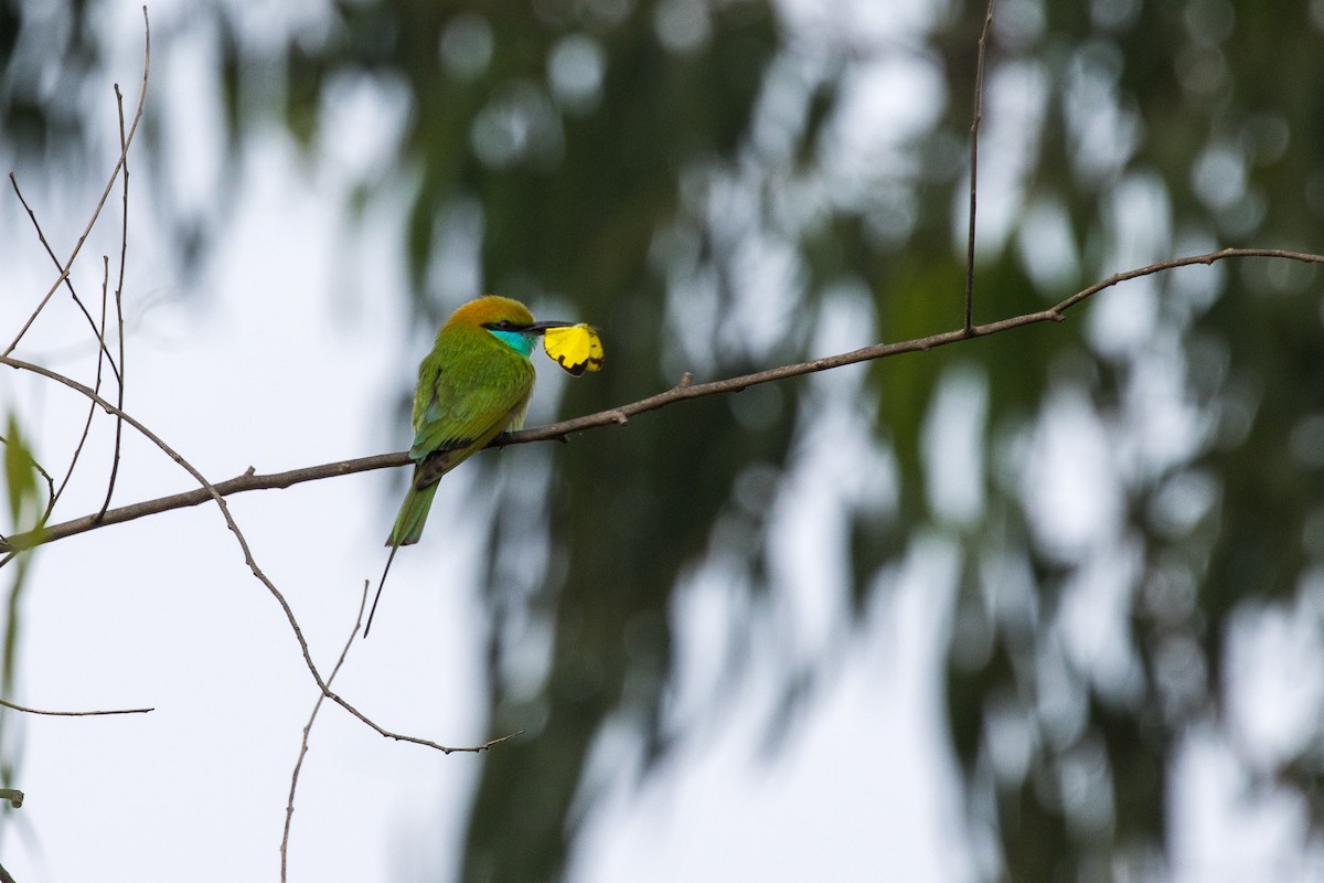 Asian Green Bee-eater - ML424655481