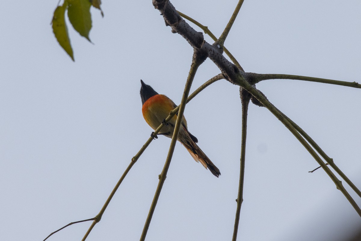 Small Minivet - ML424655491