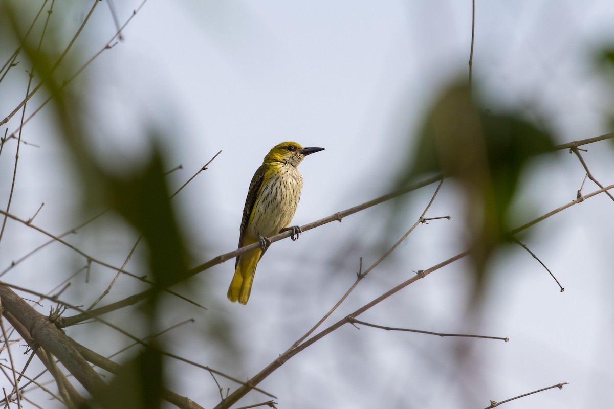 Indian Golden Oriole - ML424655501