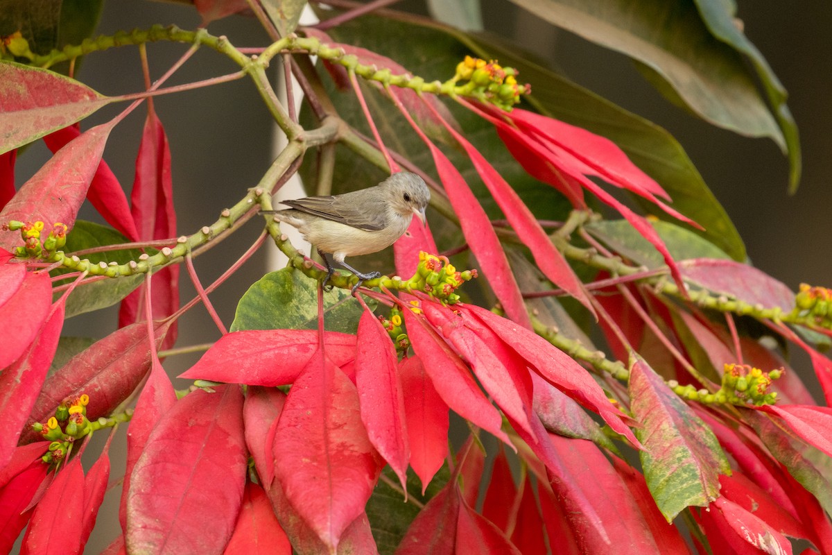 Pale-billed Flowerpecker - ML424655621