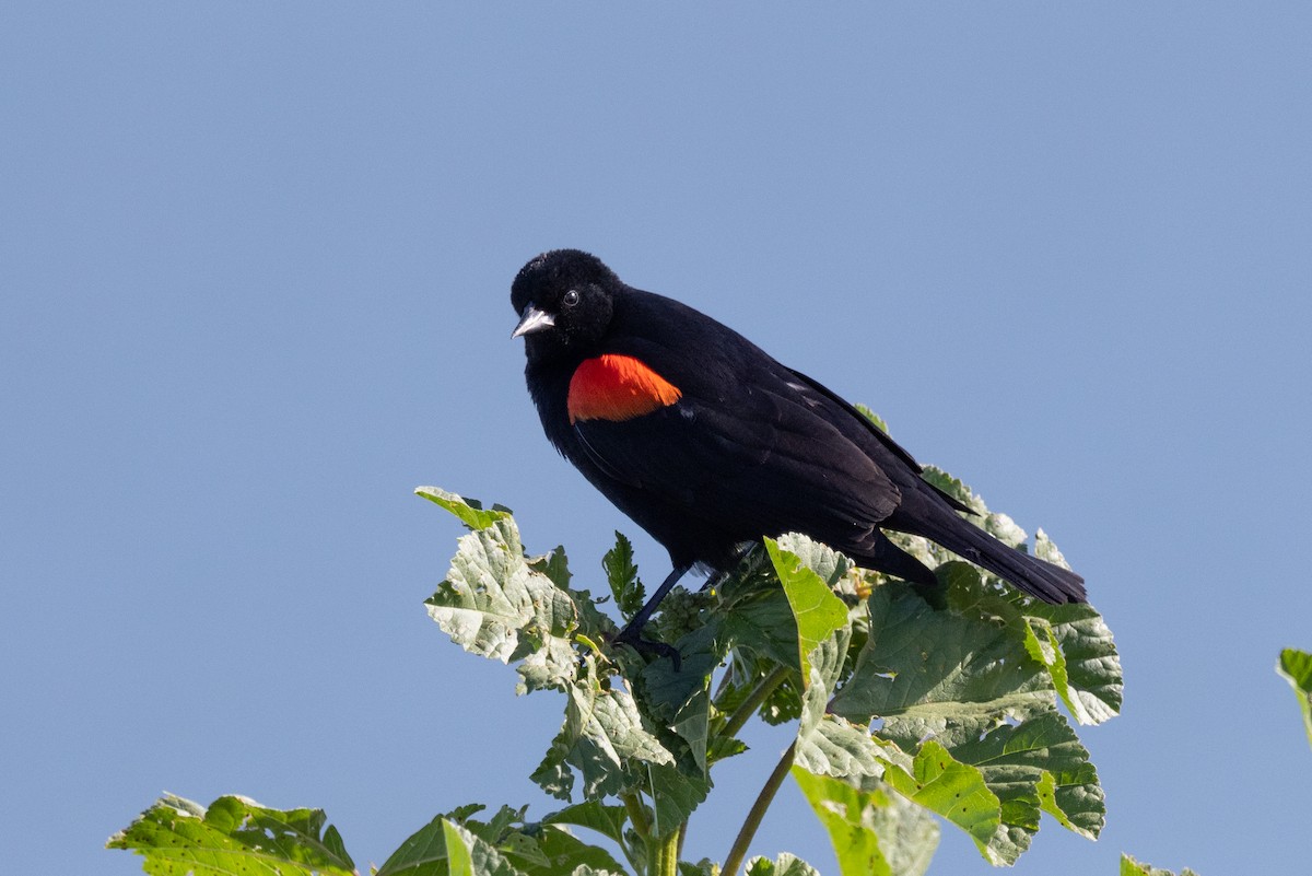 Red-winged Blackbird - ML424656161