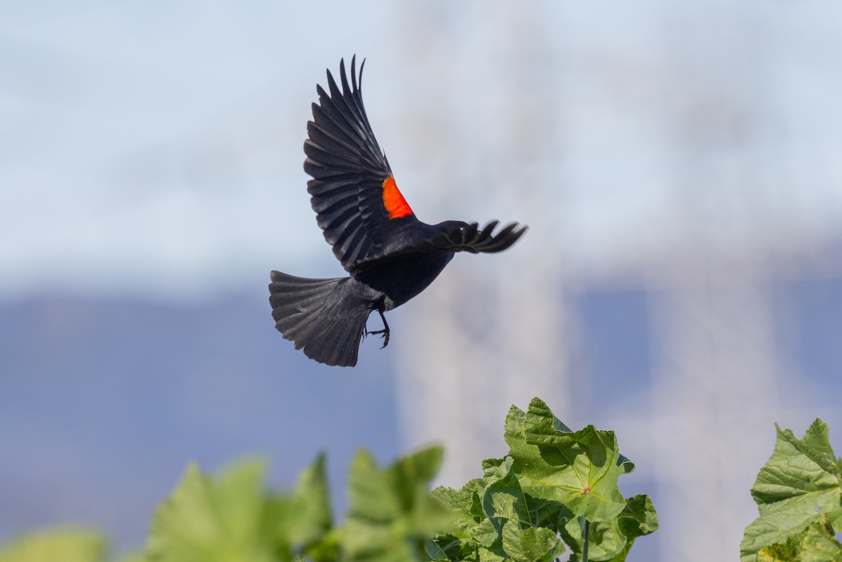 Red-winged Blackbird - ML424656171