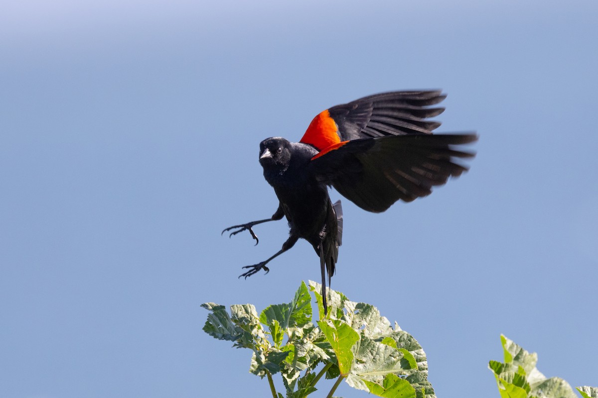Red-winged Blackbird - ML424656181