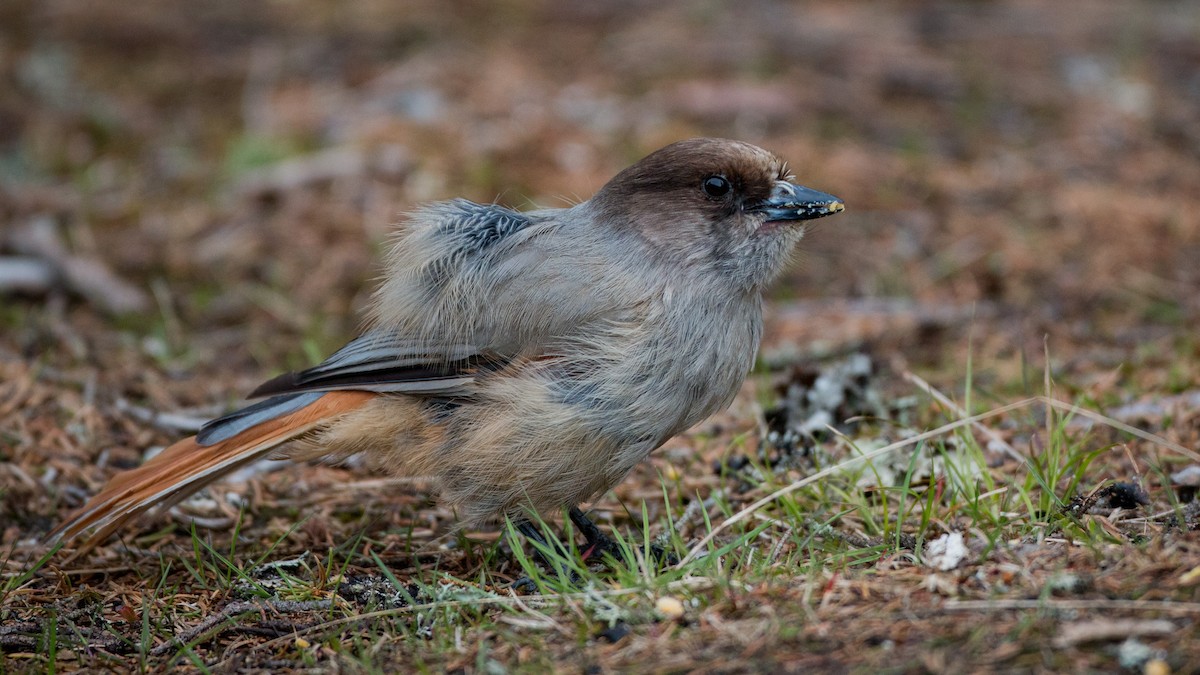 Siberian Jay - ML42465621