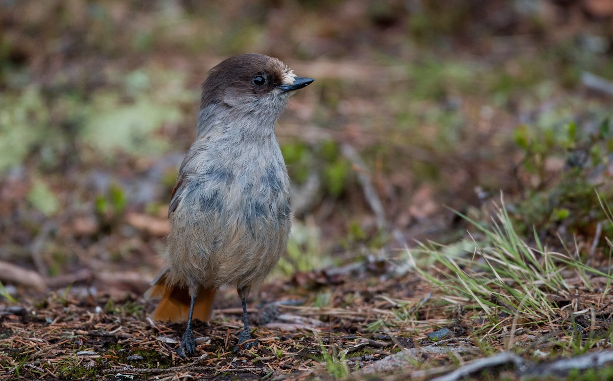 Siberian Jay - ML42465631