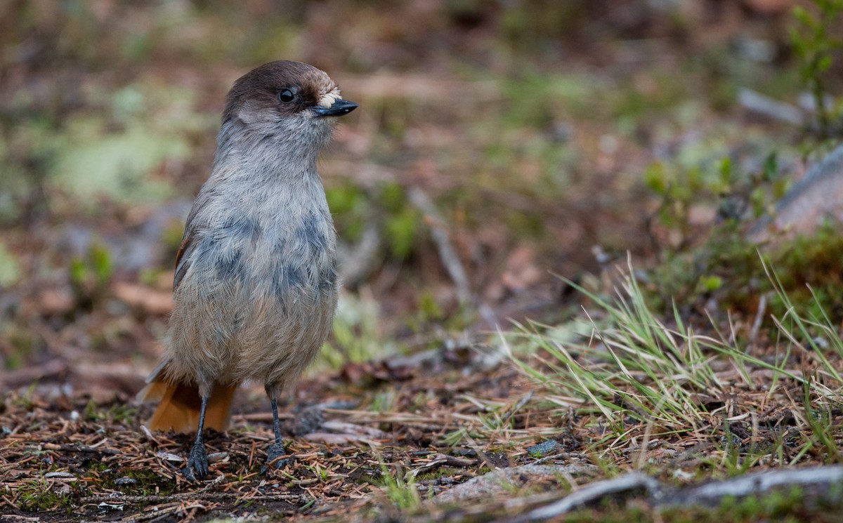 Siberian Jay - ML42465641