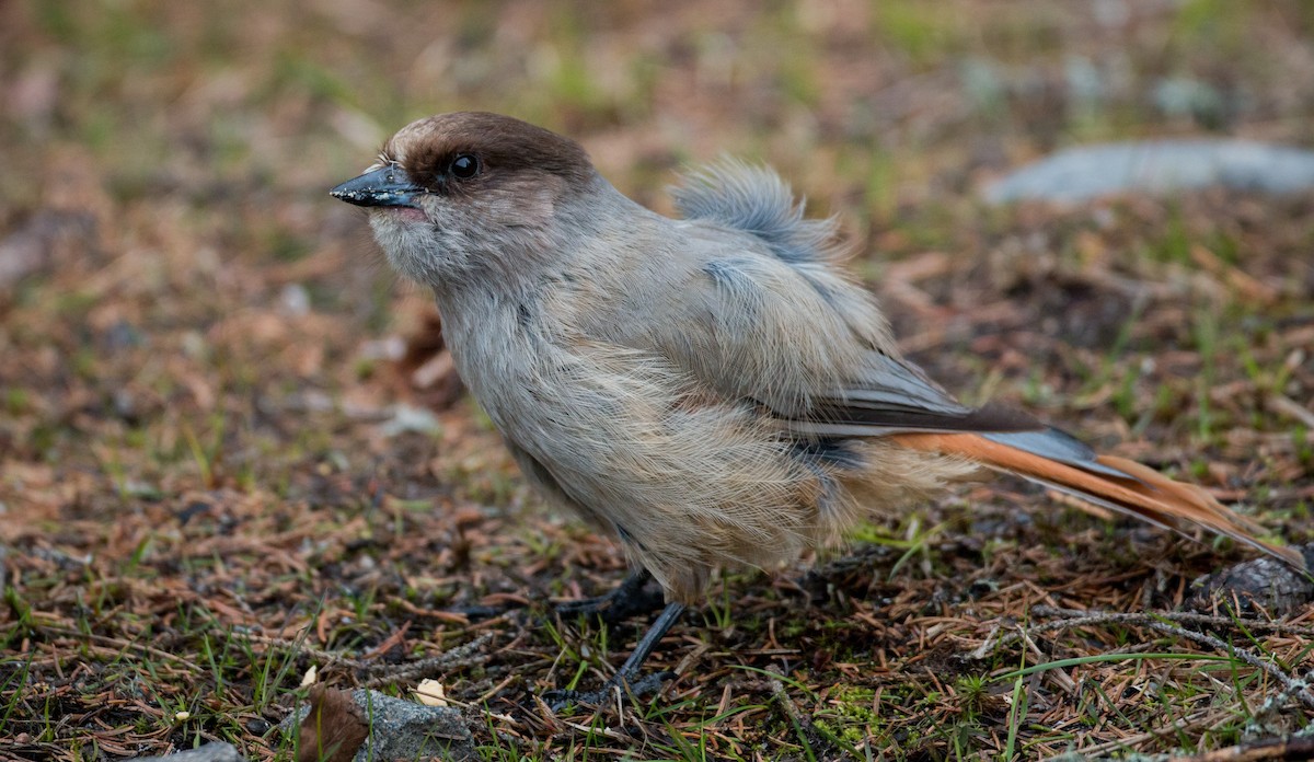 Siberian Jay - ML42465661