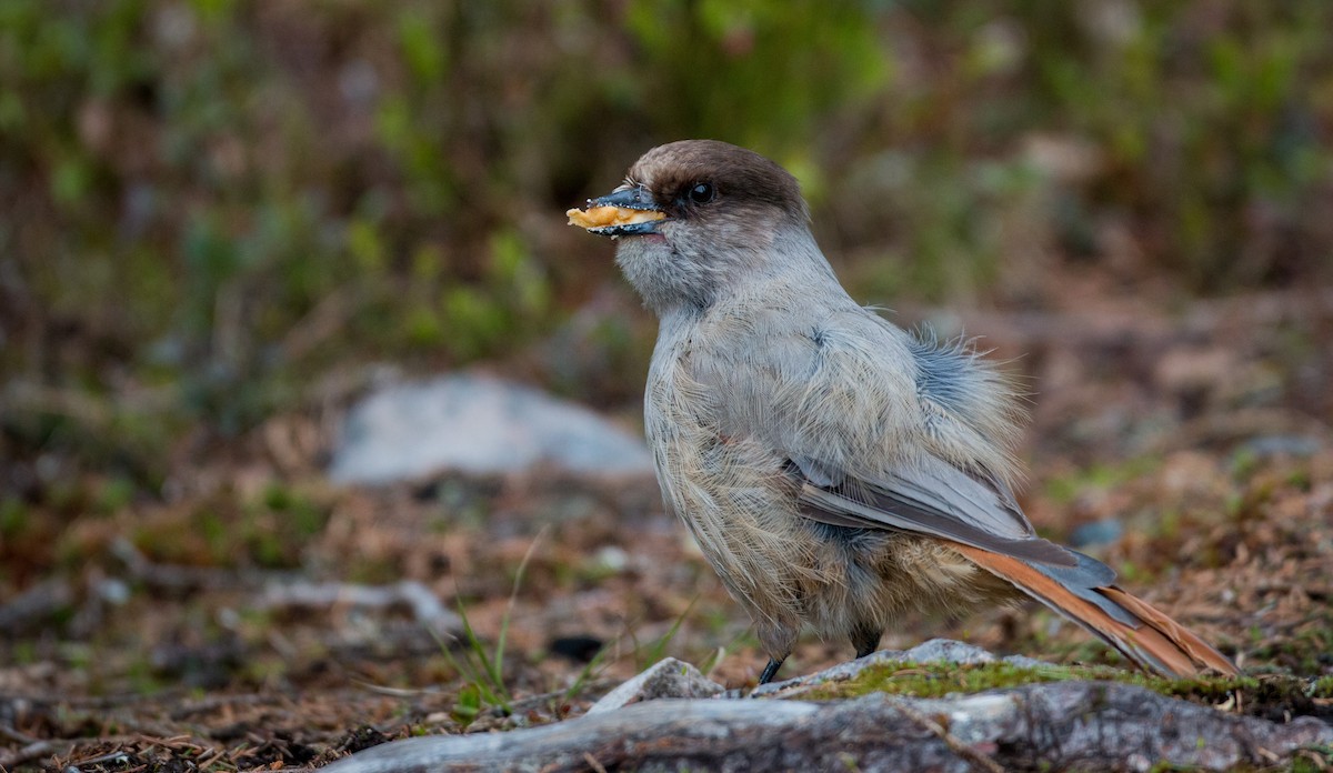 Siberian Jay - ML42465701