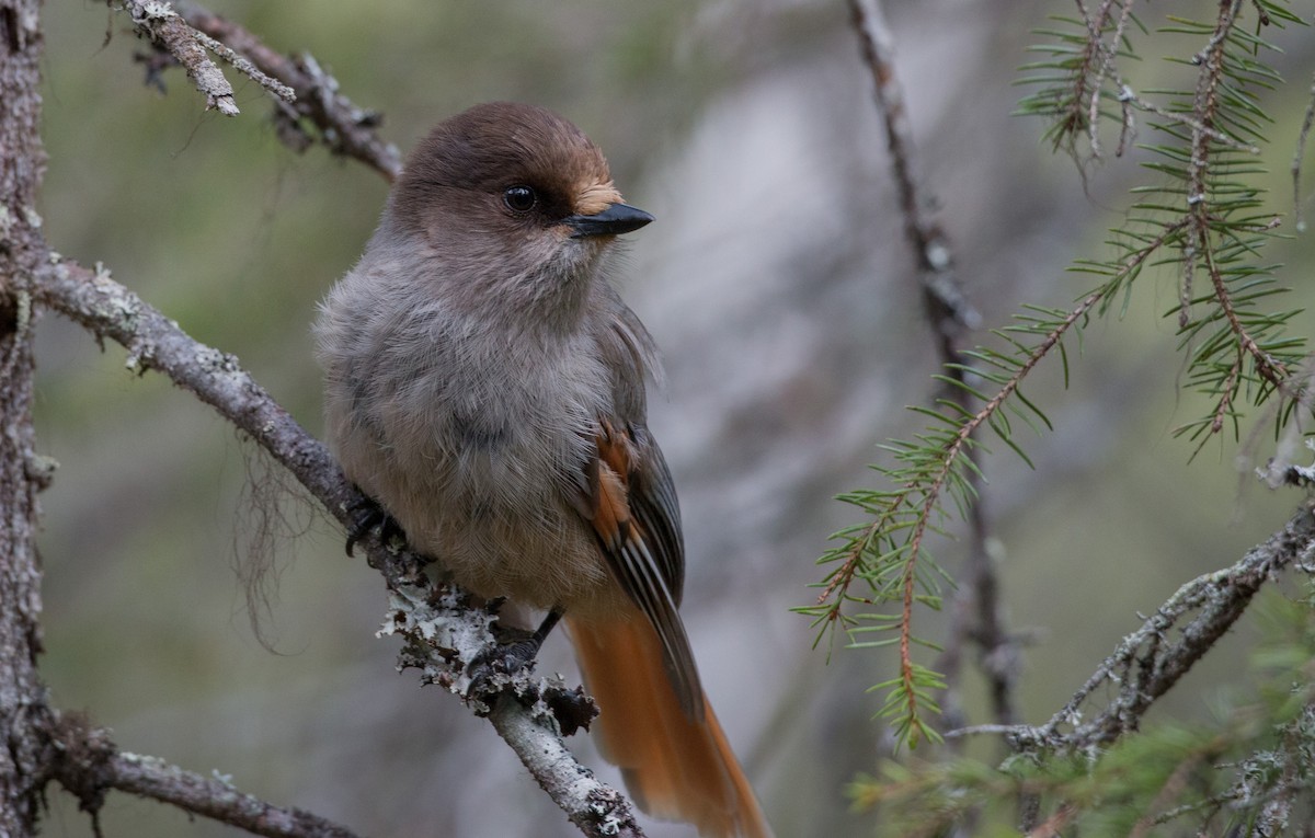 Siberian Jay - ML42465711