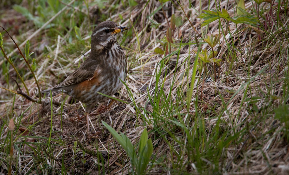 Redwing - Ian Davies