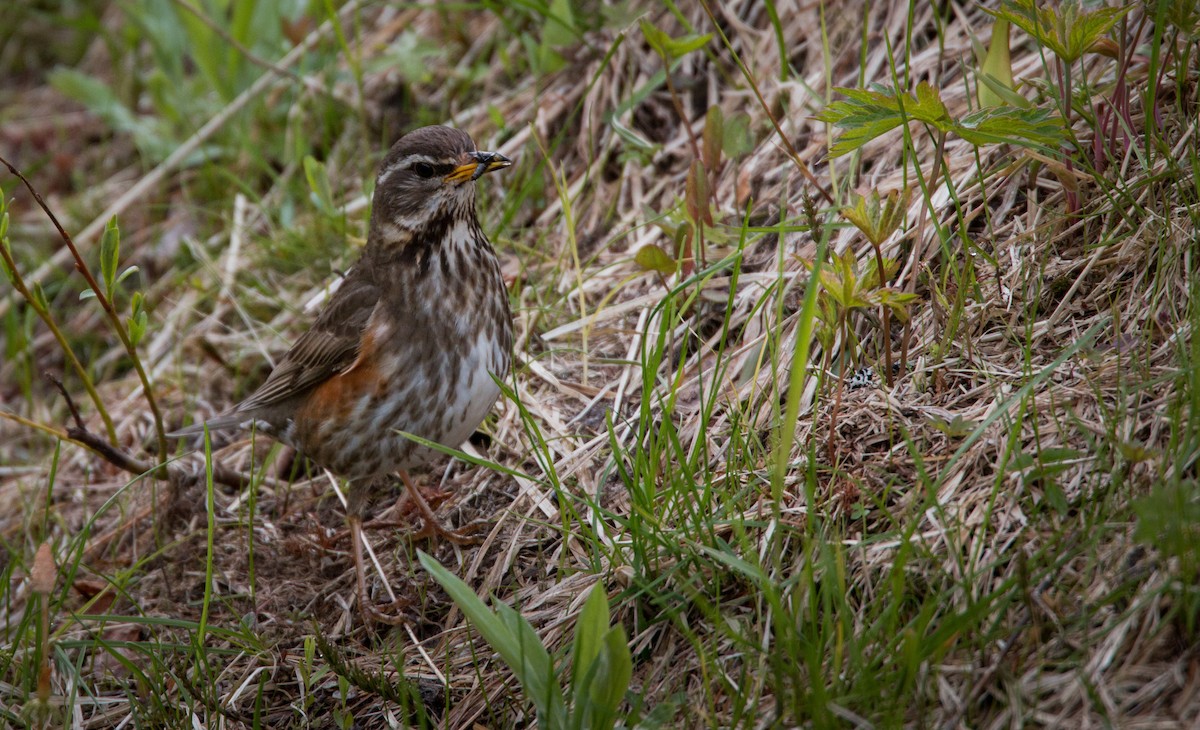 Birigarro hegagorria - ML42465811