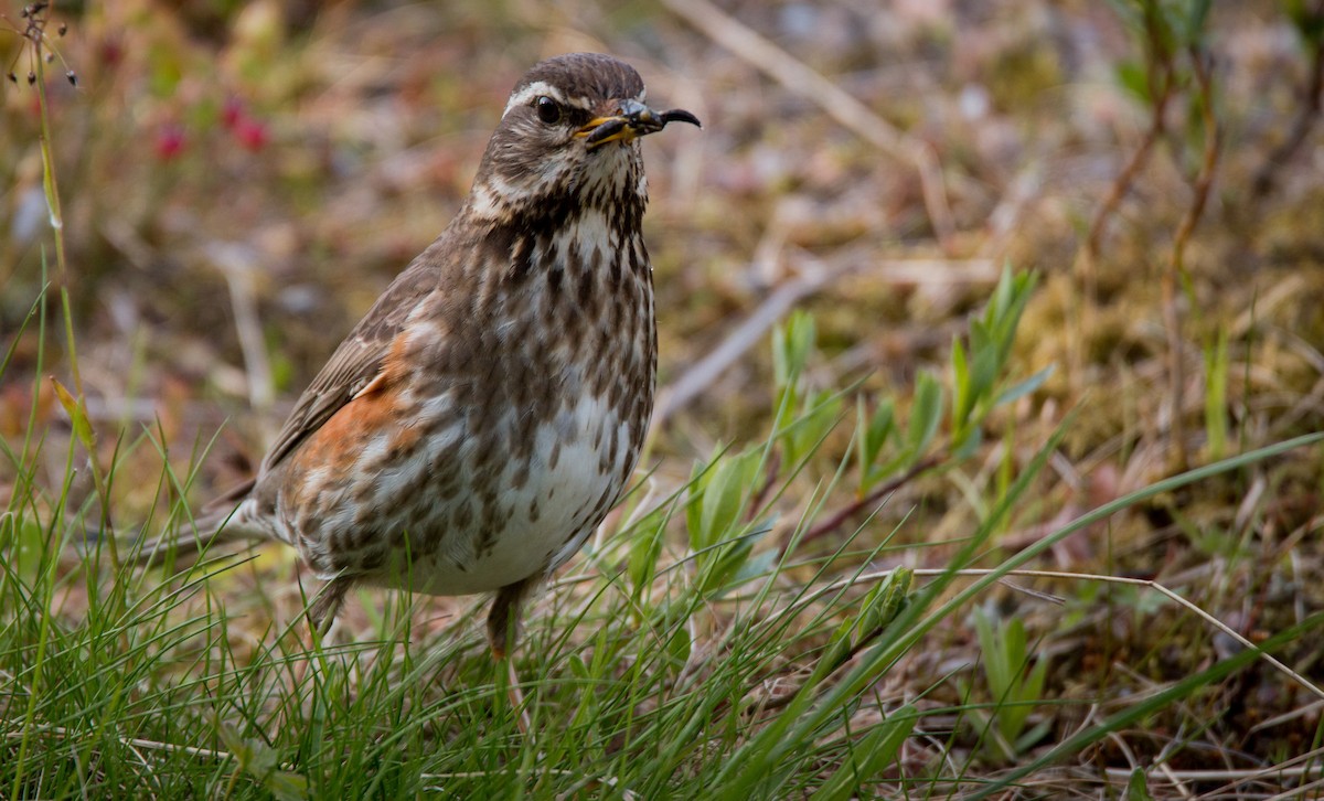 Birigarro hegagorria - ML42465821