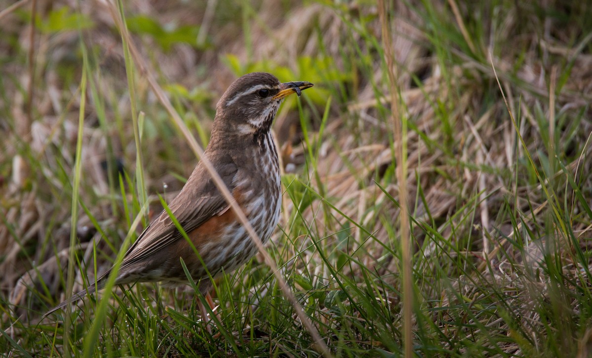 ワキアカツグミ - ML42465831