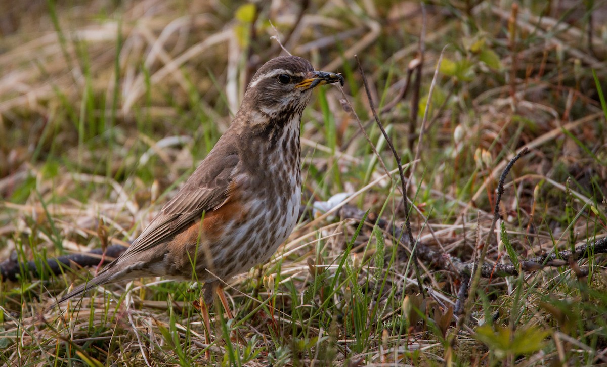 Birigarro hegagorria - ML42465841