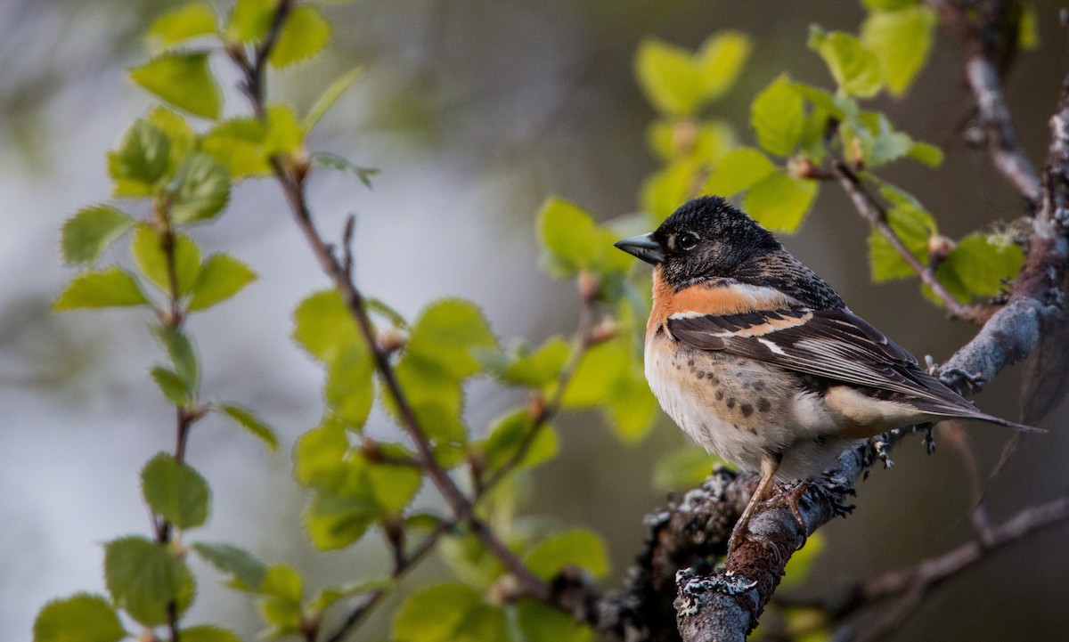 Brambling - ML42465871