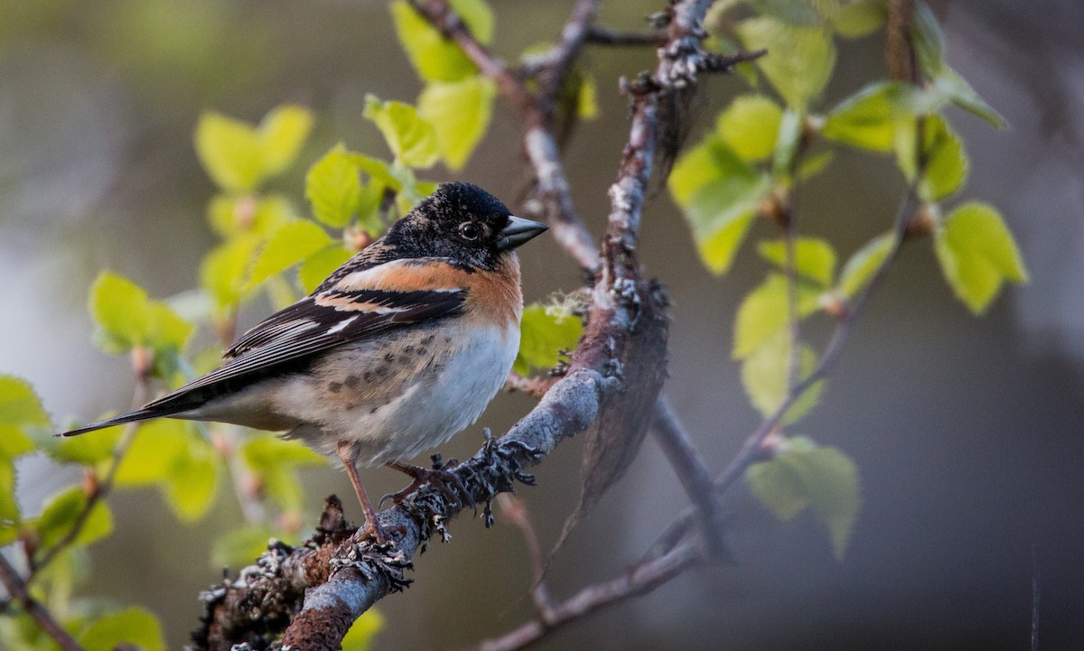 Brambling - ML42465881