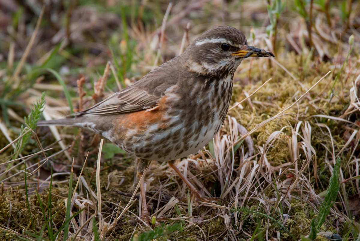 Birigarro hegagorria - ML42465891