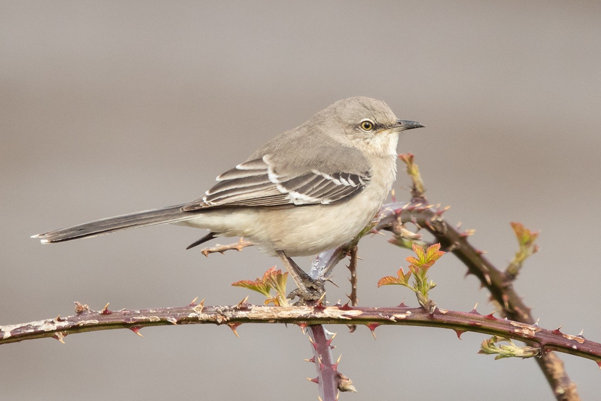 Northern Mockingbird - ML424659041