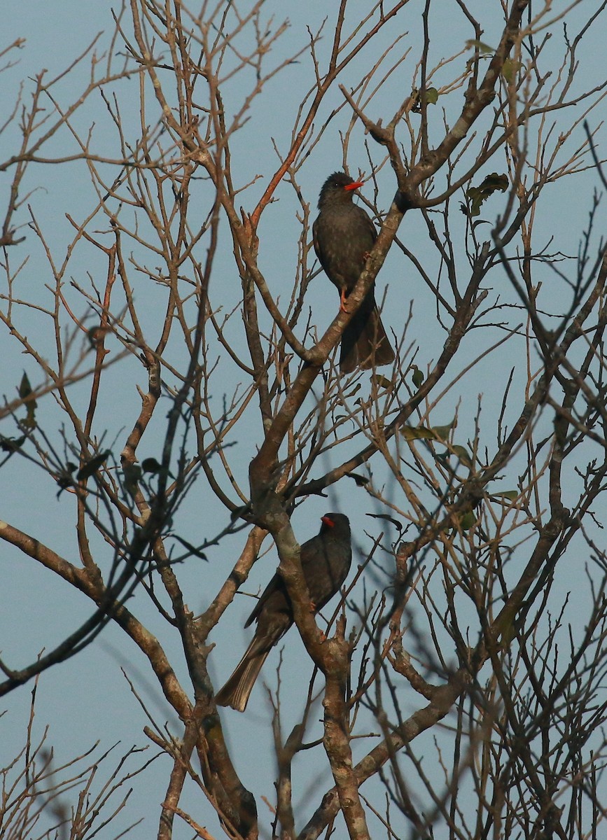 Square-tailed Bulbul - ML424659361