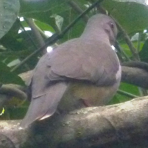 Белолобая голубка - ML42465941