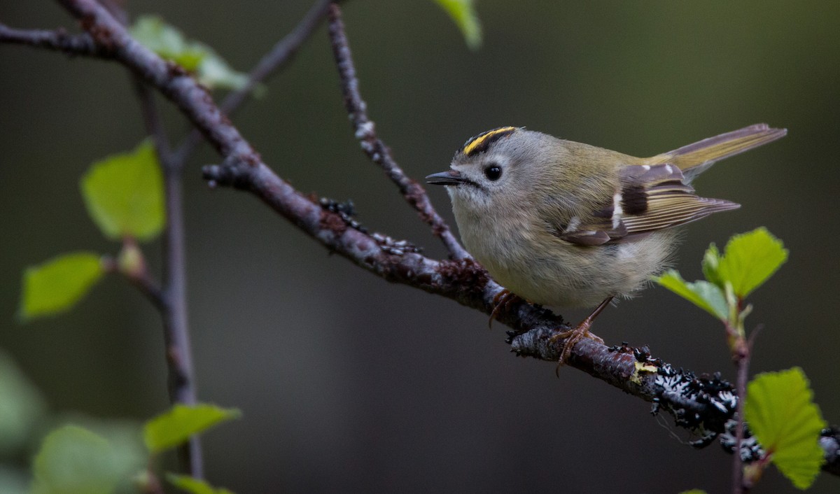 Goldcrest - Ian Davies
