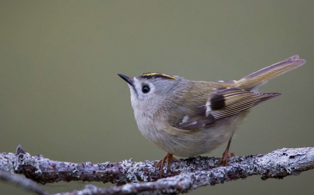 Goldcrest - Ian Davies
