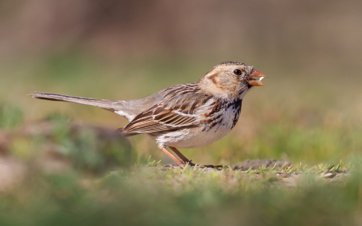 Harris's Sparrow - Sasha Cahill