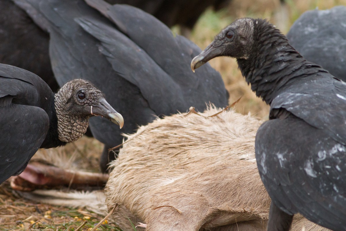 Black Vulture - ML42466331