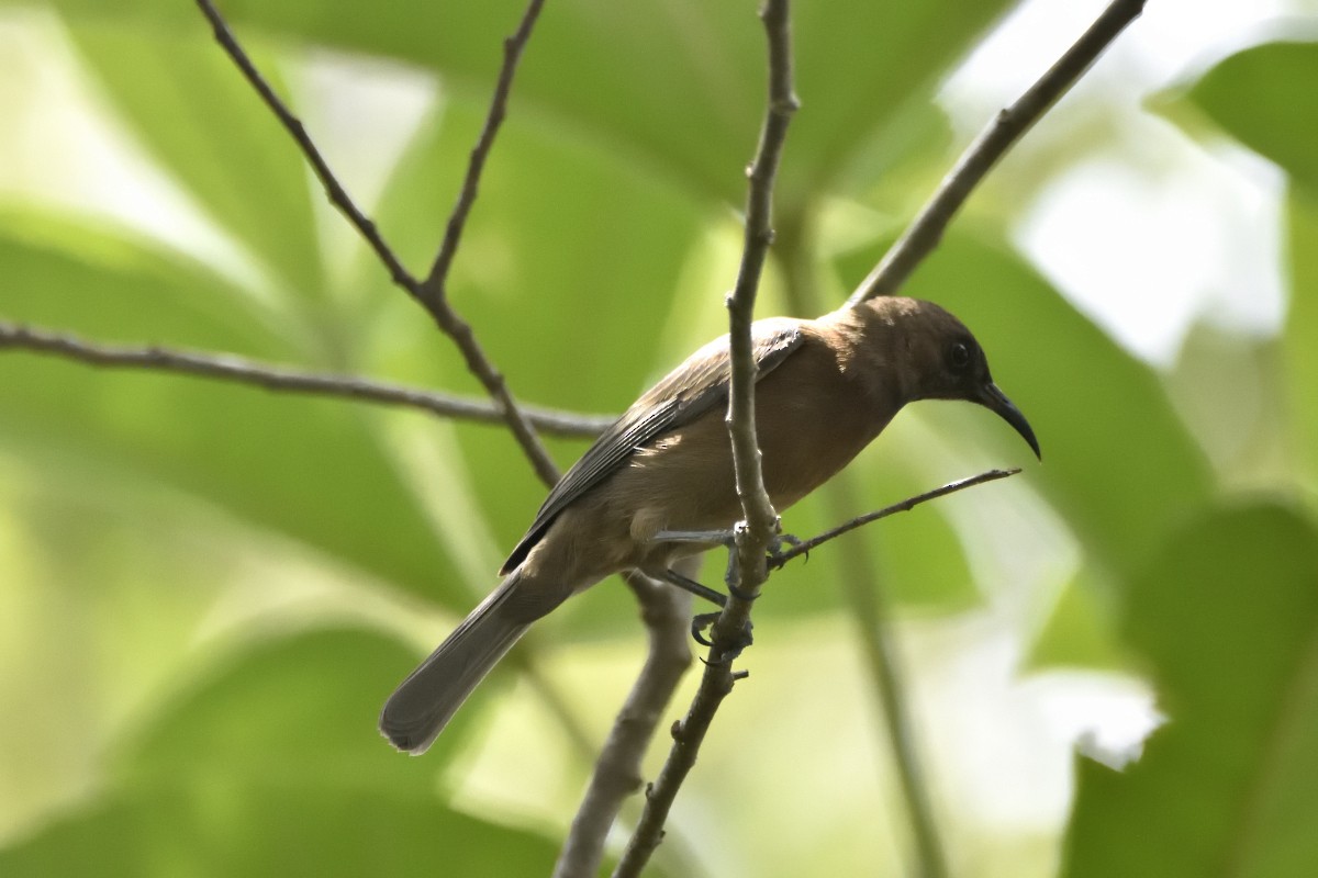 Dusky Myzomela - ML424663331