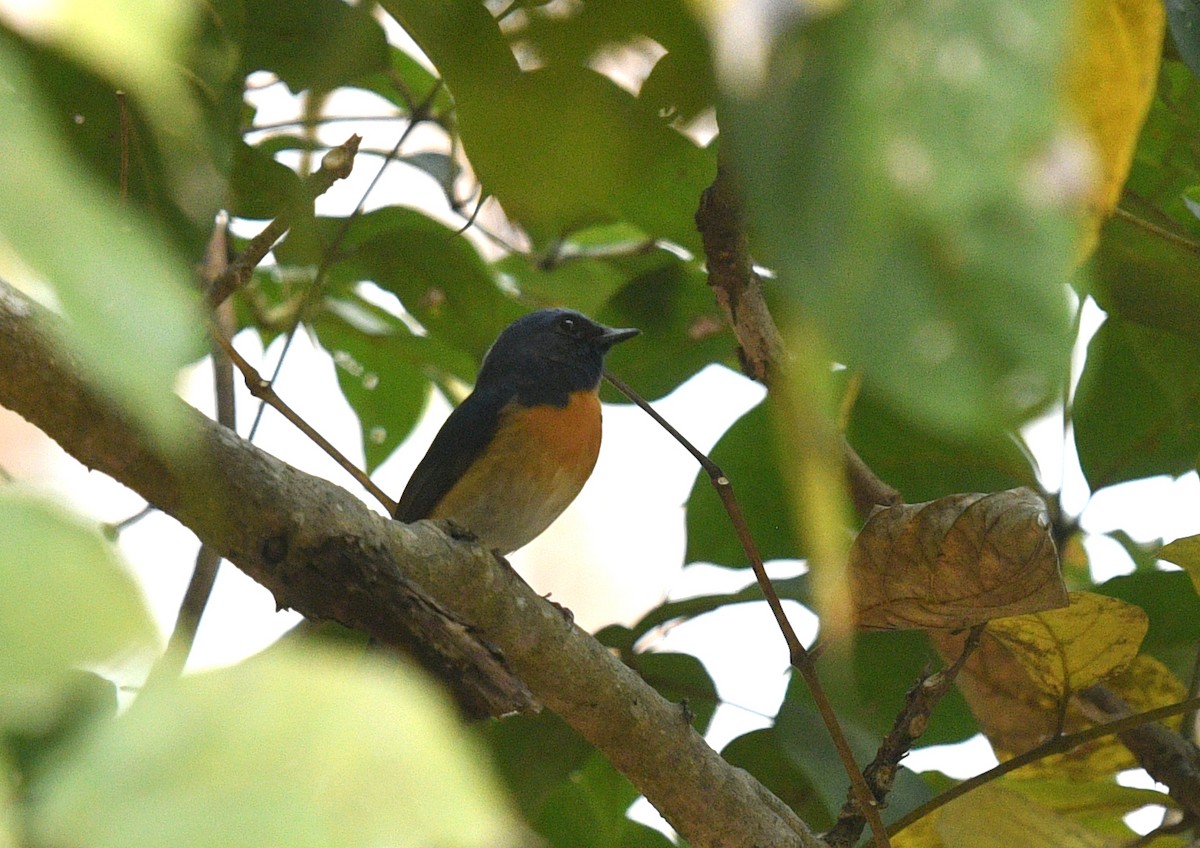 Blue-throated Flycatcher - ML424664931