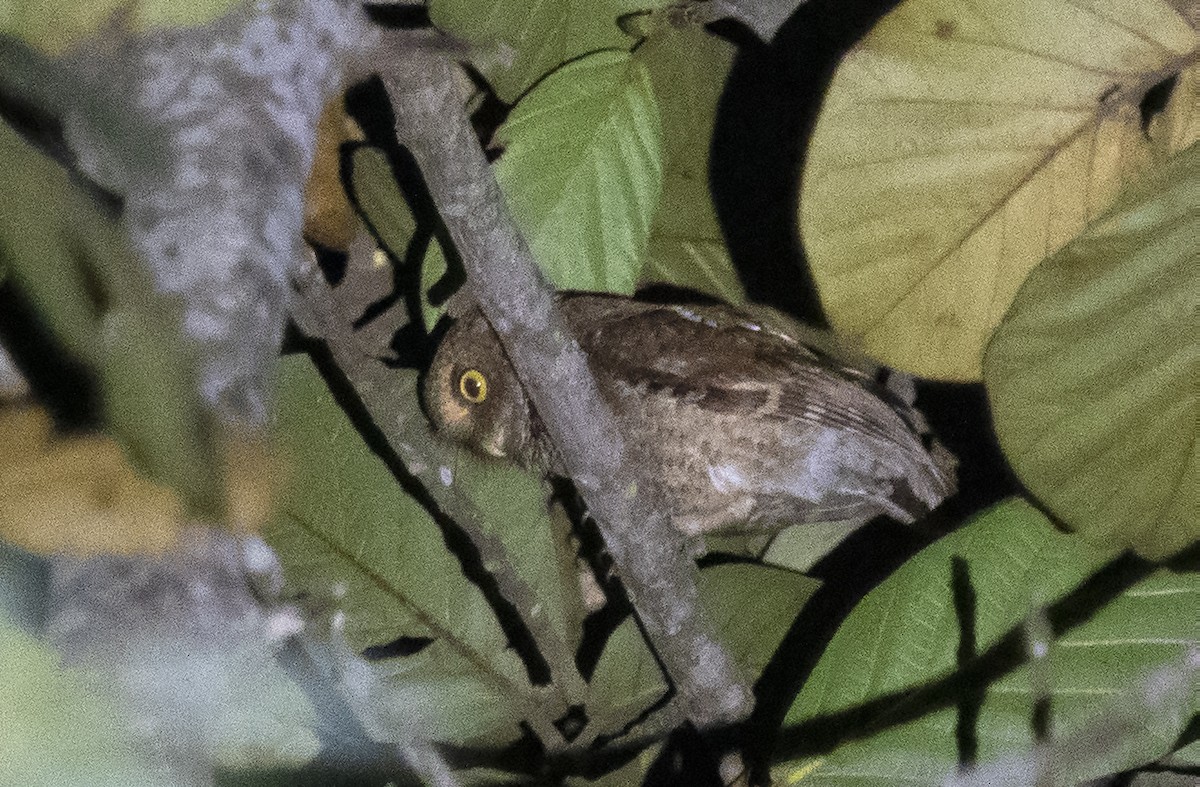 Mountain Scops-Owl - ML424665881