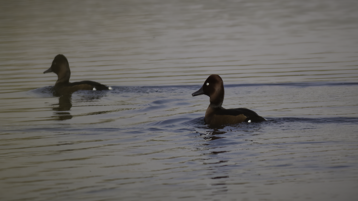 Ferruginous Duck - ML424667981