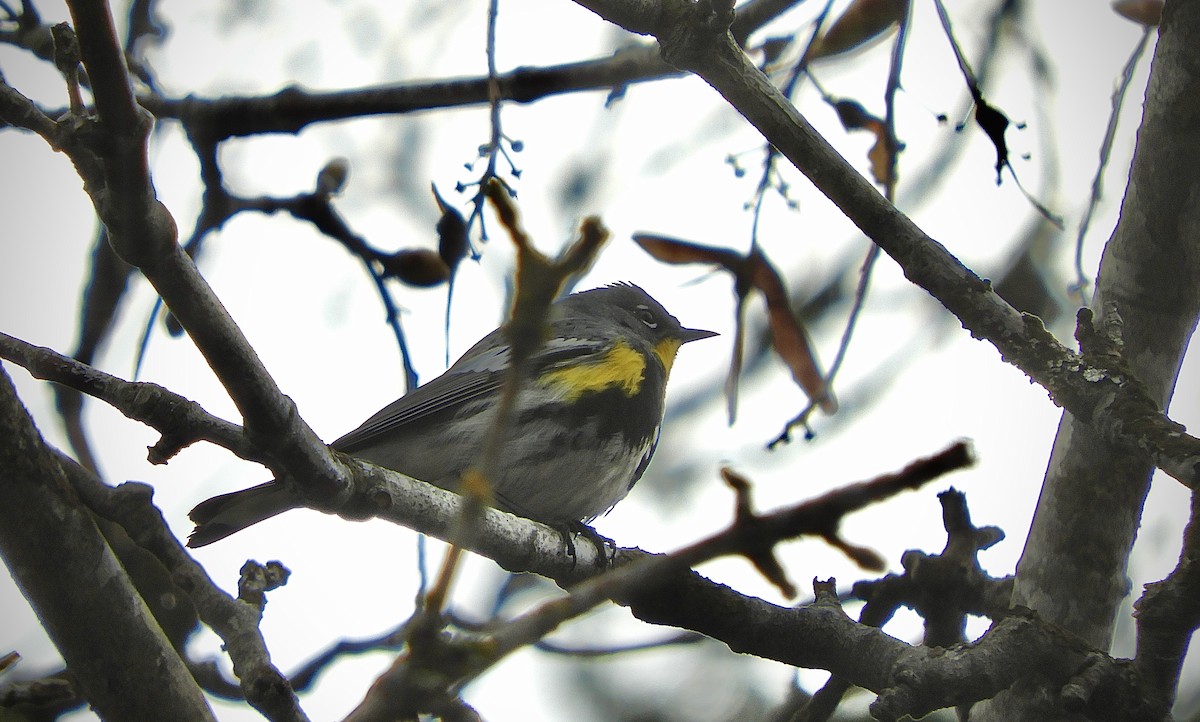 Yellow-rumped Warbler (Audubon's) - ML424668861